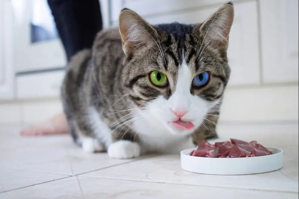 How to care for a cat