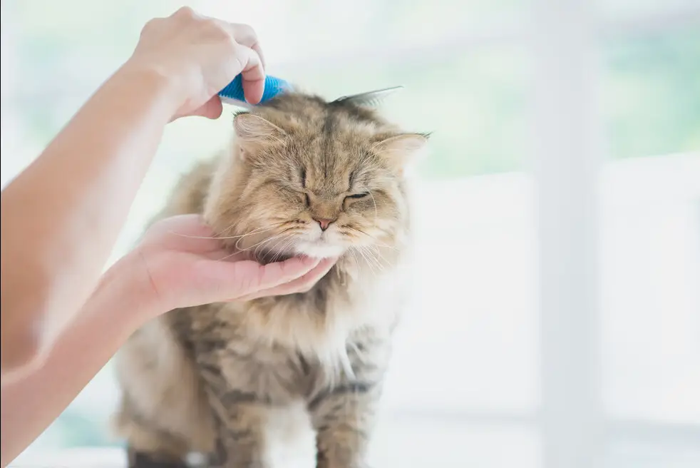 First-time cat owner tips