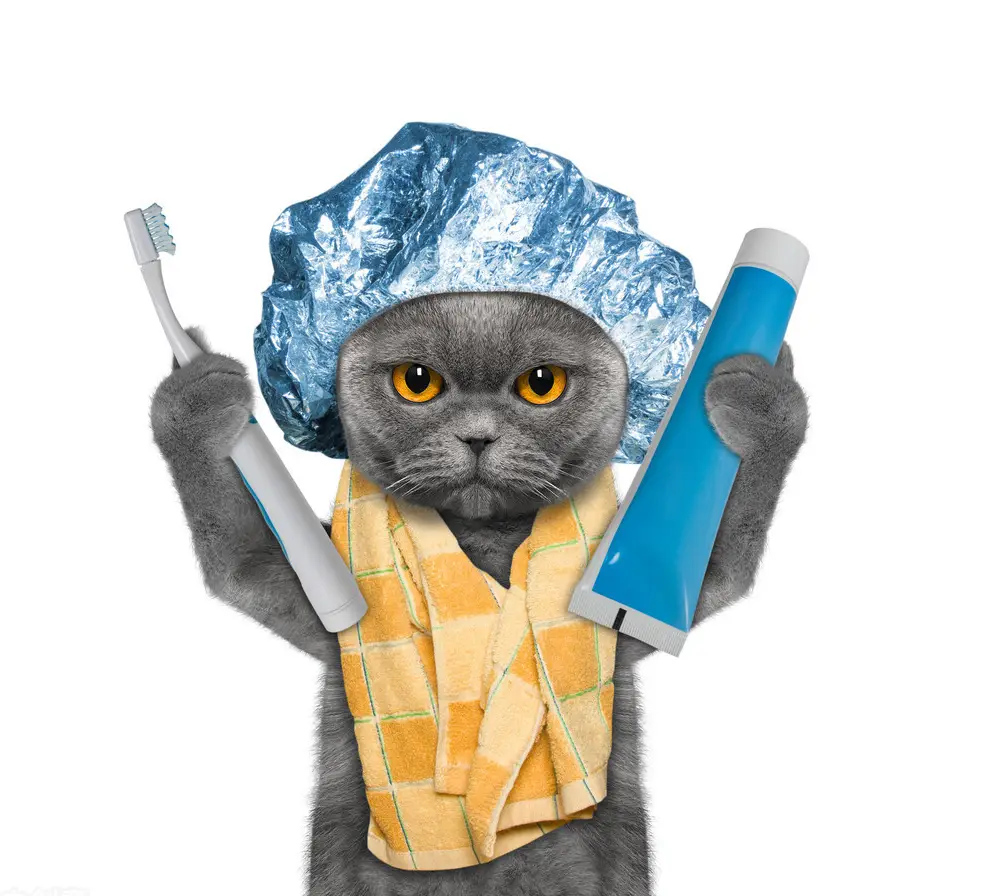 Cat training basics