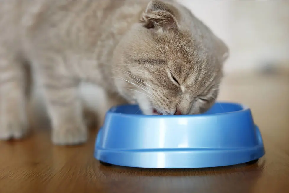 Cat parenting tips