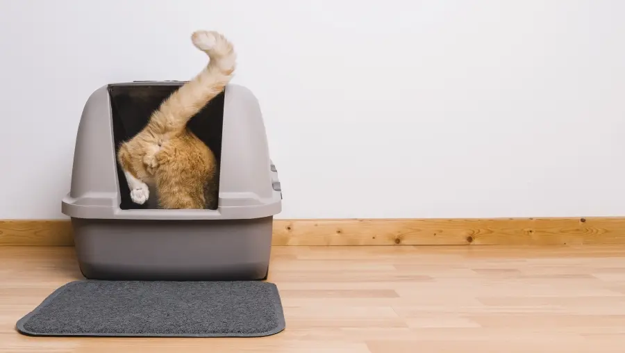 How to breed cats