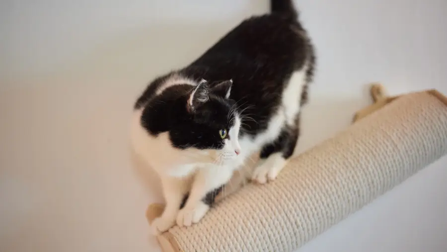 Tips for raising kittens