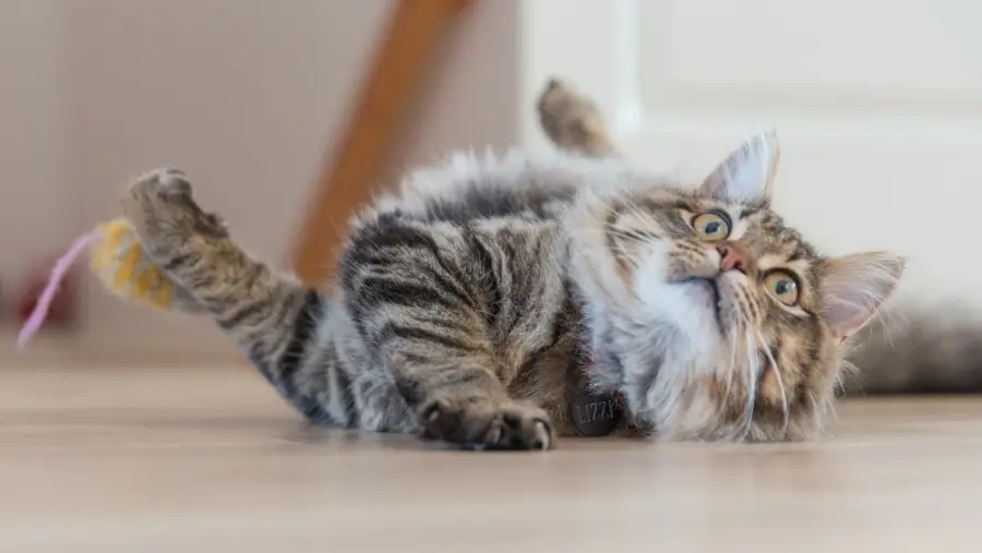 Cat health care during pregnancy