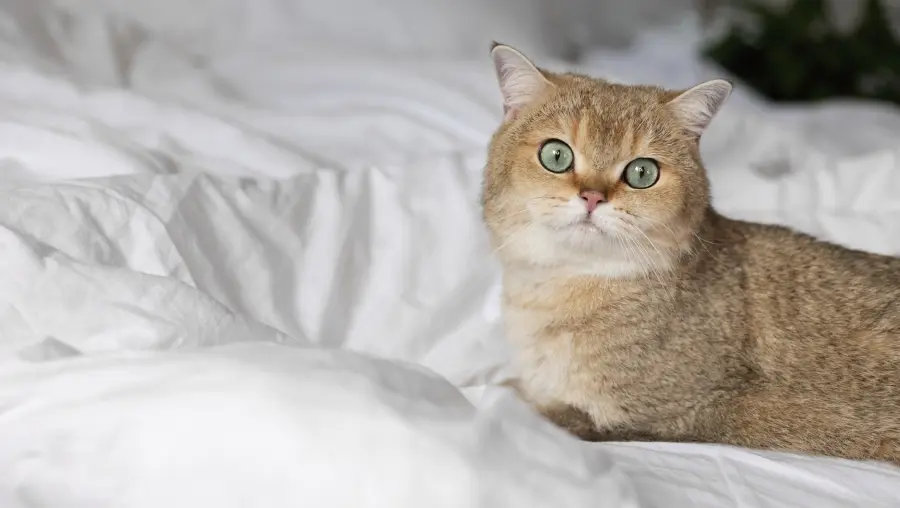 Step-by-step guide to breeding cats